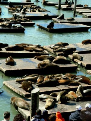 San Francisco - Am Pier 39 - Seelöwen
Schlüsselwörter: San Francisco