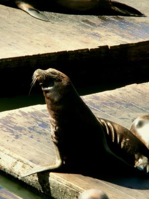 San Francisco - Am Pier 39 - Seelöwen
Schlüsselwörter: San Francisco