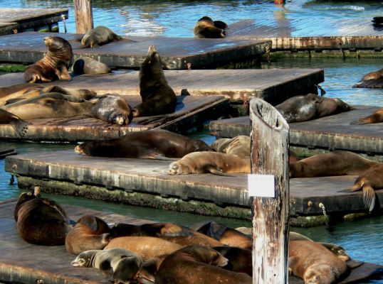 San Francisco - Am Pier 39 - Seelöwen
Schlüsselwörter: San Francisco