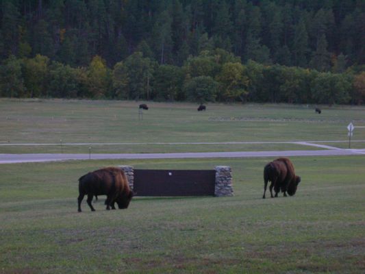 BearCountry006.jpg