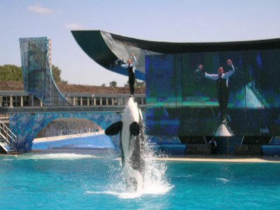 Shamu Seaworld
