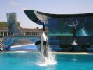 Shamu Seaworld