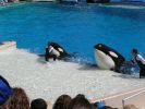 2 Killerwaale in Seaworld