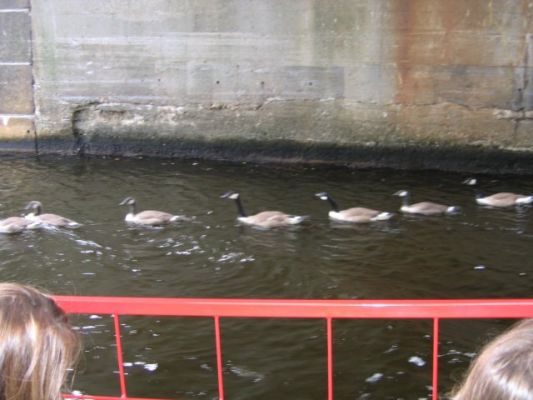 Boston,Ducktours
