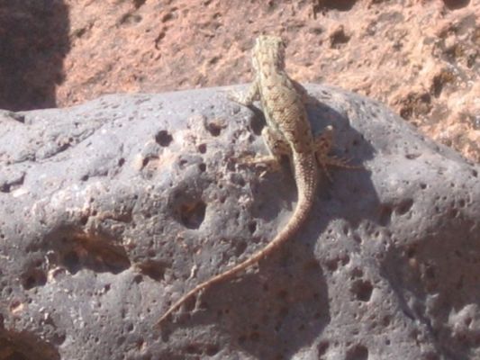 Lazy Lizard im
Capitol Reef NP
