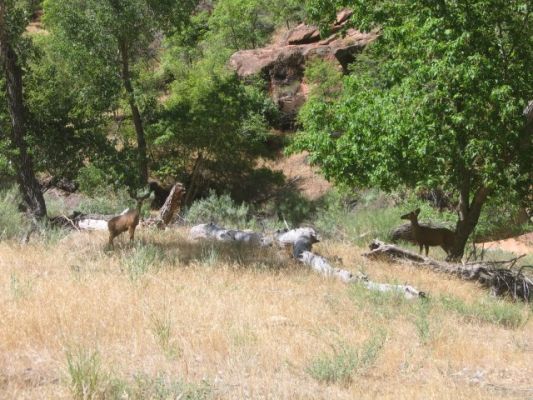Mule Deers
Zion NP
