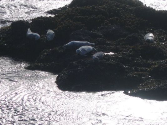 Sealions
