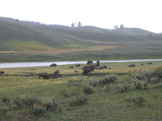 Bisons
