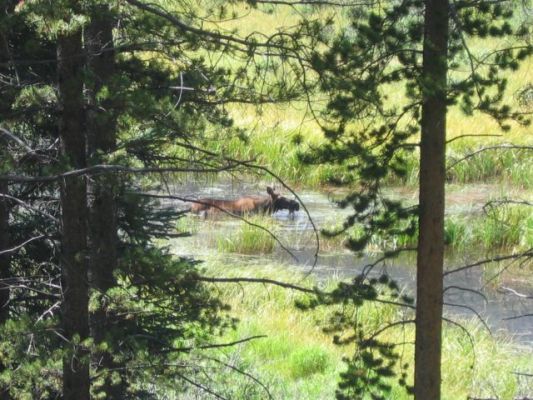 Moose
Rocky Mountain
