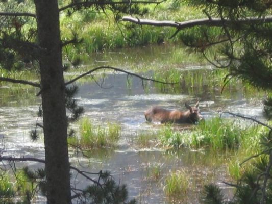 Moose
Rocky Mountain
