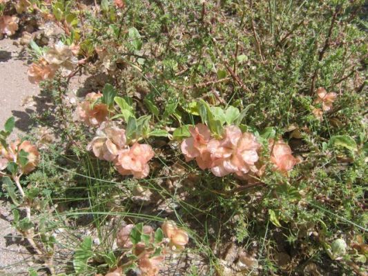Great Sand Dunes
Small-flowered Sand Verbena
