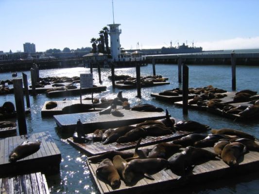 Pier 39
SFO
