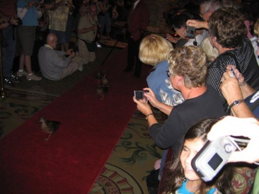 Entenparade
in The Peabody
