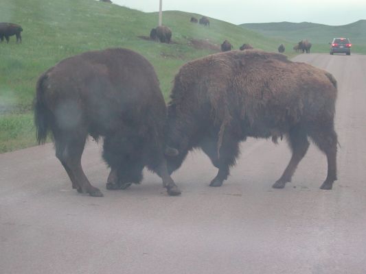 nur kein Streit...
Custer SP, SD
