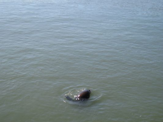 Seehund oer -löwe(?) in der San Francisco Bay
