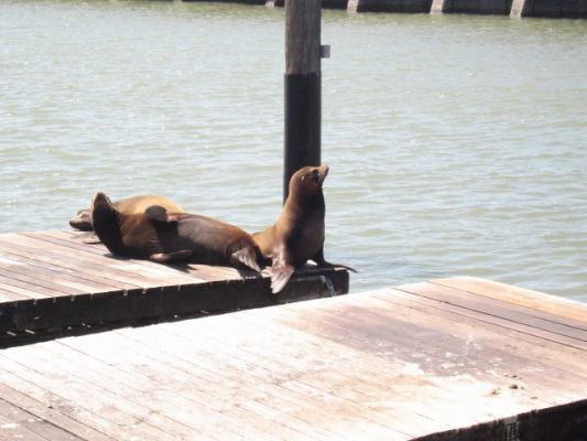 Seelöwen am Pier 39
