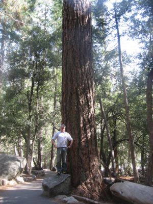 Hase im Yosemite NP
