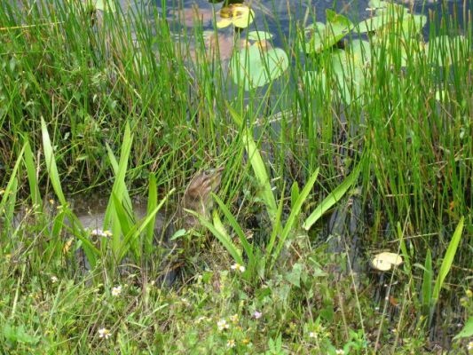 Soft Shell Turtle
