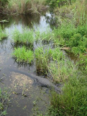 Alligatoren in den Everglades
