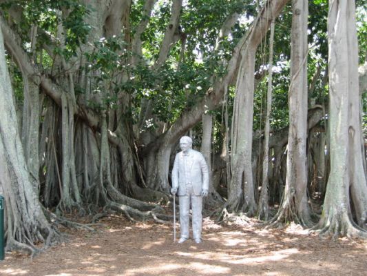 Banyan-Baum
