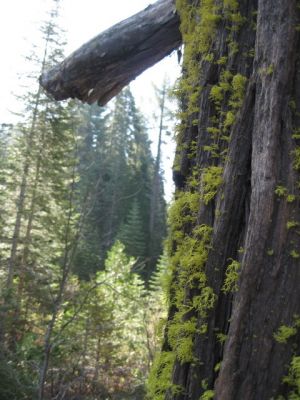 Yosemite NP
