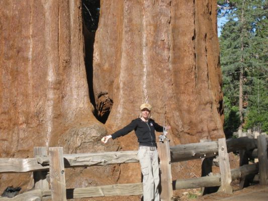 Sequoias im Kings Canyon NP
