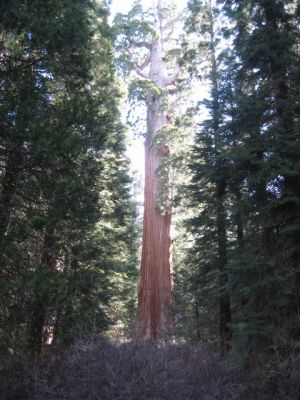 General Grant Tree im Kings Canyon NP
