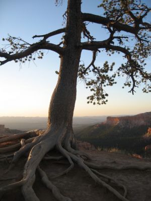 Bryce Canyon
