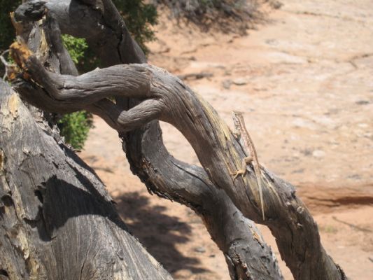 Salamander im Canyonlands NP
