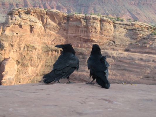 Raben am Delicate Arch
