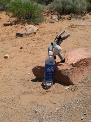 Wasserpause Donkey
