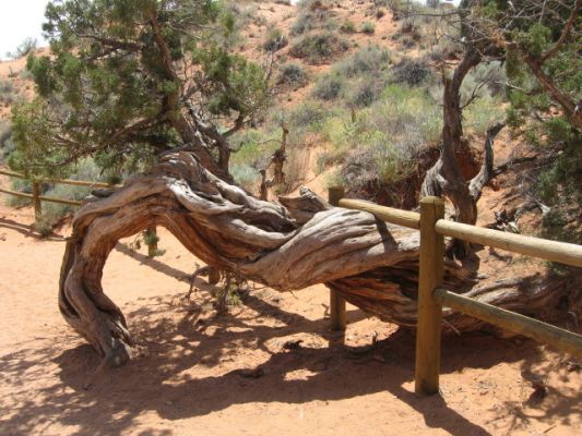 auf dem Weg zum Landscape Arch
