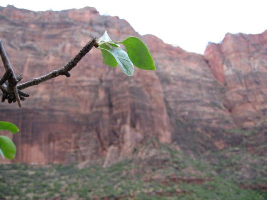 Zion NP
