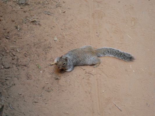 Eichhörnchen im Zion NP
