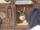 Donkey