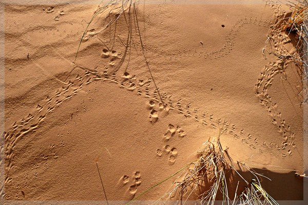 BigHorn_C0003.jpg