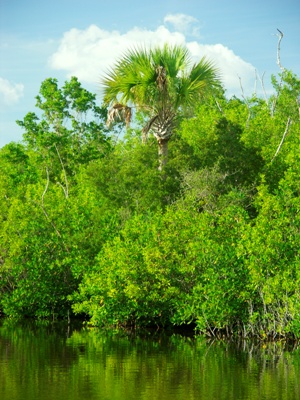 54b6
ten thousand islands 6
