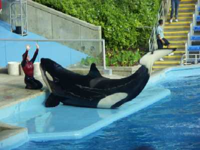 36d
Seaworld 4
