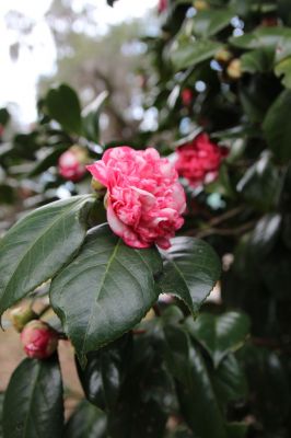 IMG_3781.JPG