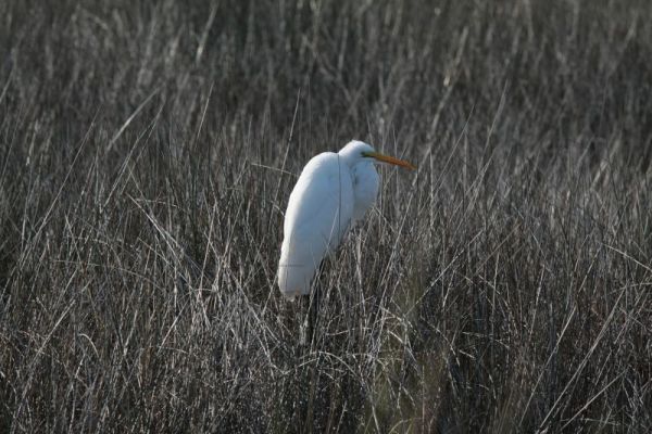 IMG_5428.jpg