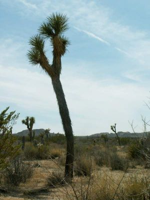 Joshua Tree
