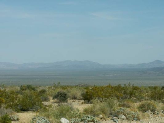 Joshua Tree
