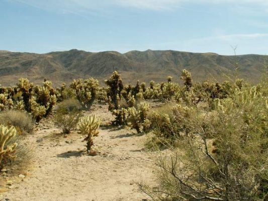 Joshua Tree
