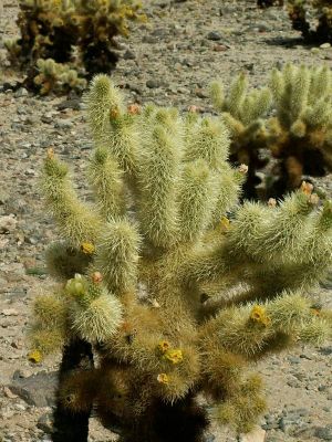 Joshua Tree
