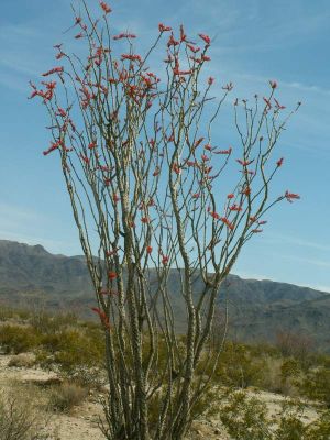 Joshua Tree
