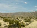 Joshua Tree