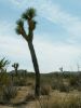 Joshua Tree