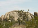 Joshua Tree