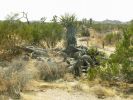 Joshua Tree