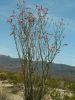 Joshua Tree